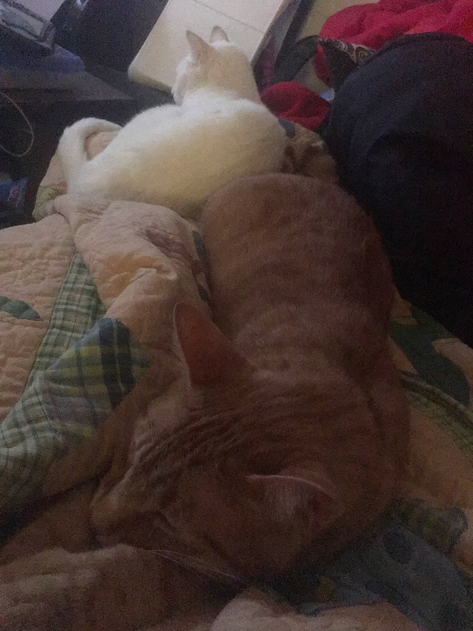 Toes joined the competition — help win amazing prizes! canidae, carnivore, cat, companion_dog, fawn, felidae, nap, non_sporting_group, puppy, sleep, small_to_medium_sized_cats, sphynx