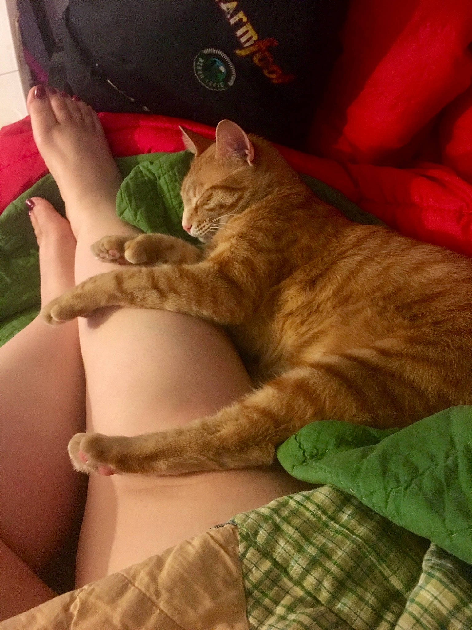 Toes joined the competition — help win amazing prizes! carnivore, cat, fawn, felidae, hand, leg, small_to_medium_sized_cats, tail, thigh, whiskers