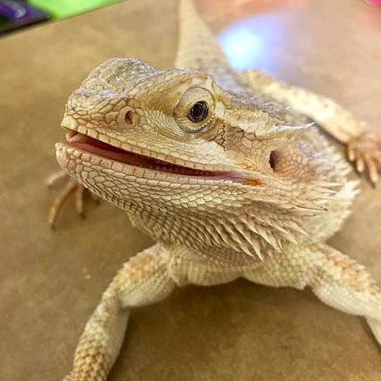 Spike