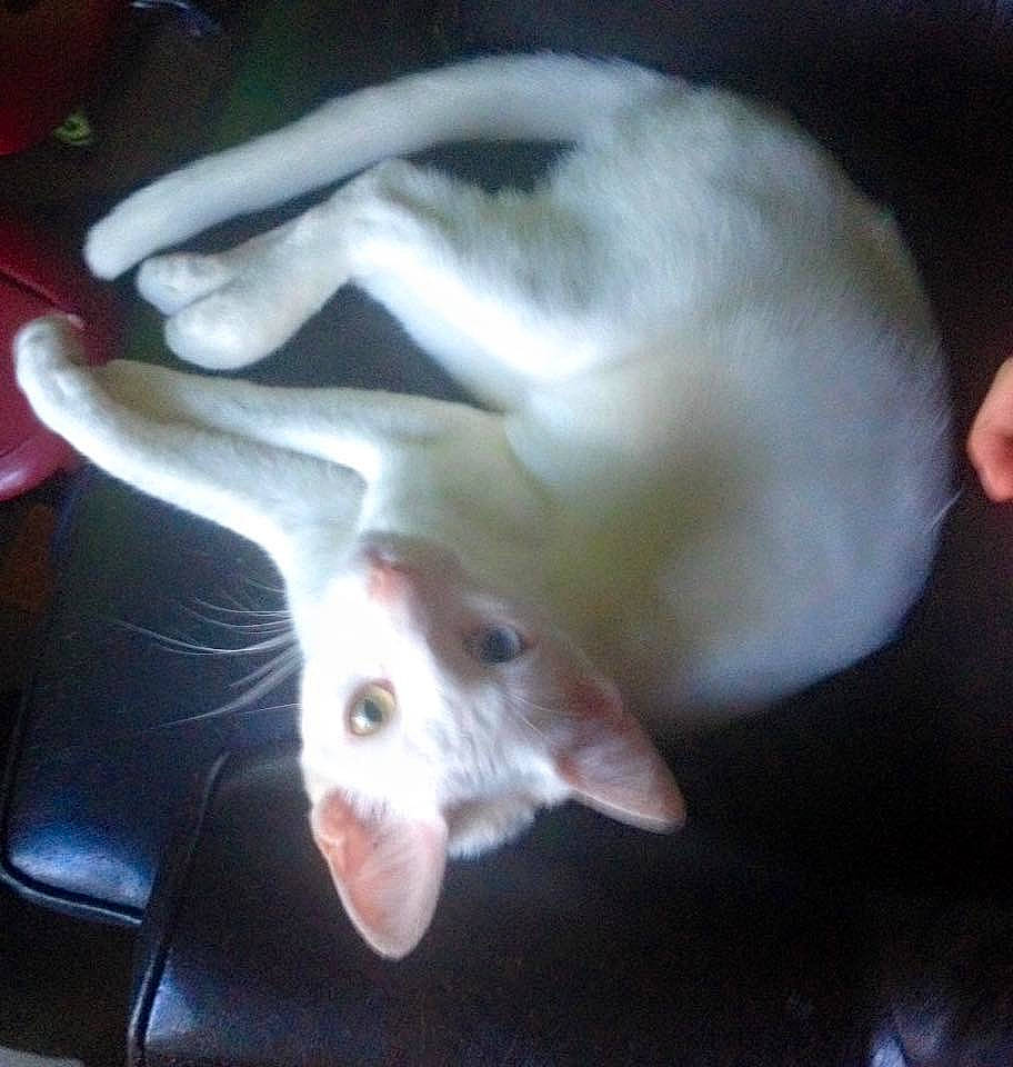 Snowball is registered to the contest to win money with this photo: cat, ear, fawn, felidae, khao_manee, muridae, rabbit, rabbits_and_hares, rat, rodent, small_to_medium_sized_cats