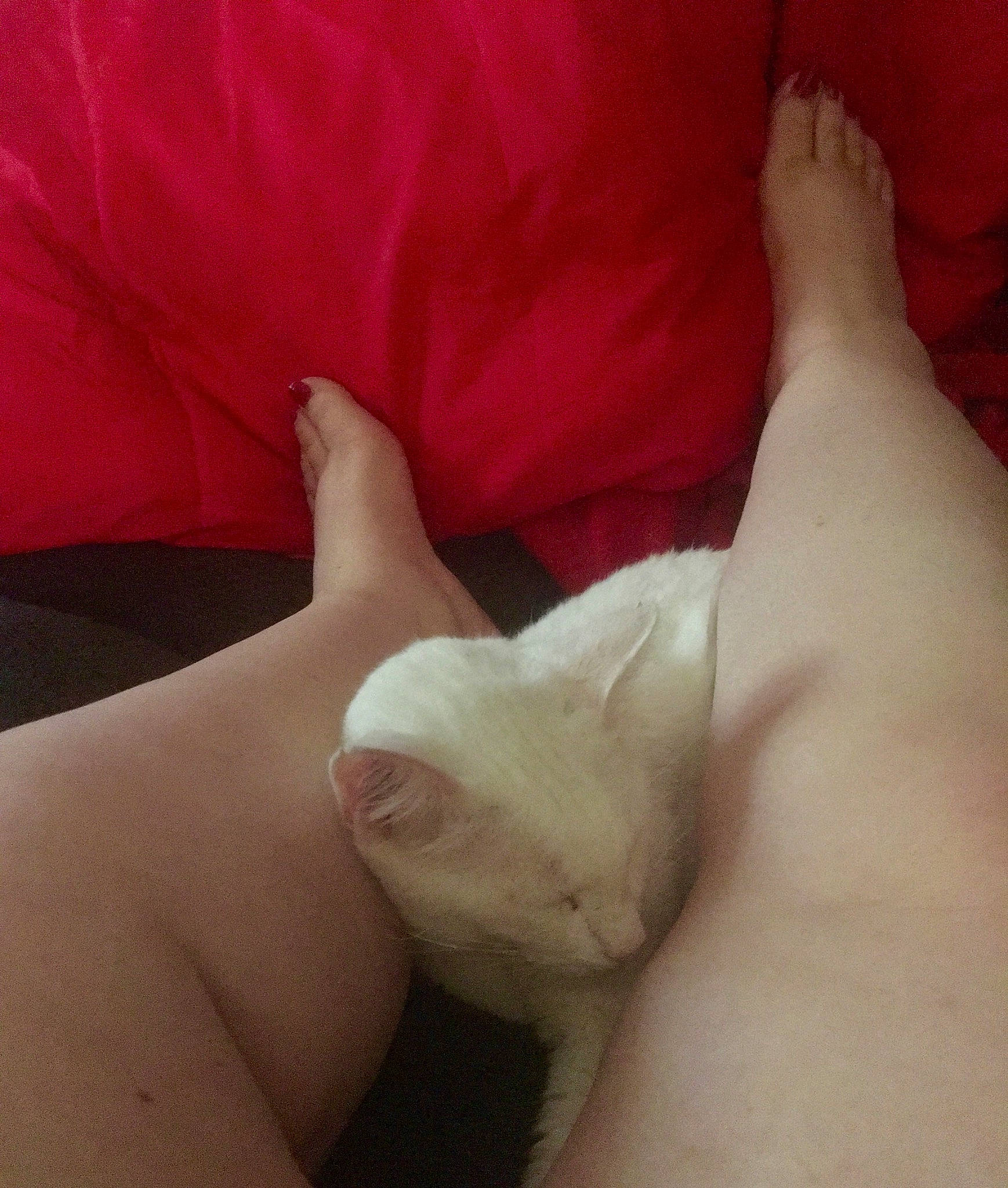 Snowball is registered to the contest to win money with this photo: close_up, finger, flesh, foot, hand, human_body, joint, leg, plant, skin, sole