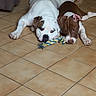 dog, dogs, bulldog, pit_bull, lying_down, floor, tile_floor, rope_toy, pet, animal, white_dog, brown_dog, wrinkles, short_hair, indoors, living_room, couch, furniture, portrait, playful