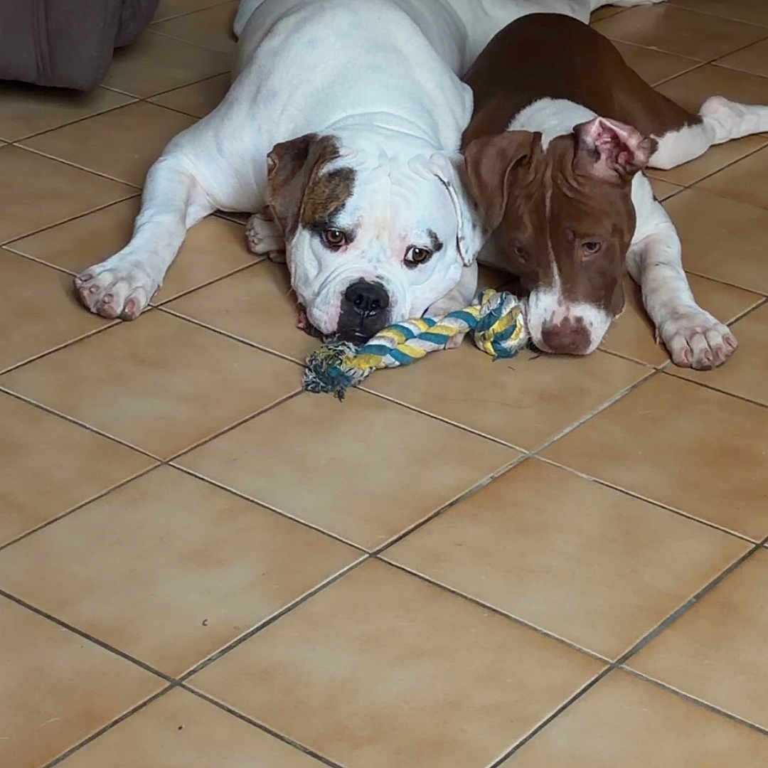 Ruby a rejoint le concours — aidez-le/la à gagner de superbes lots ! dog, dogs, bulldog, pit_bull, lying_down, floor, tile_floor, rope_toy, pet, animal, white_dog, brown_dog, wrinkles, short_hair, indoors, living_room, couch, furniture, portrait, playful