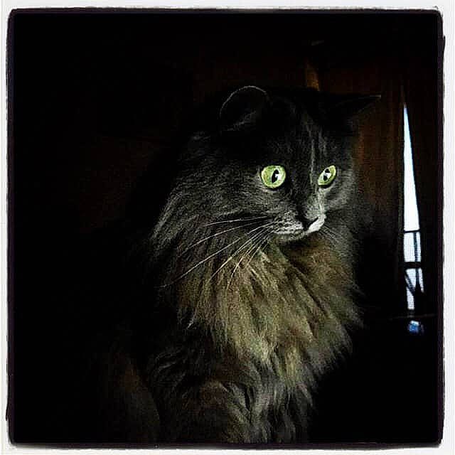 Monsieur Pamouk a rejoint le concours — aidez-le/la à gagner de superbes lots ! black, carnivore, cat, domestic_long_haired_cat, felidae, fur, rectangle, small_to_medium_sized_cats, snapshot, snout, square, stock_photography, terrestrial_animal, vertebrate, whiskers