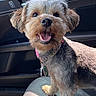 dog, small_dog, pet, canine, car_interior, seat, collar, sunlight, happy, smiling, animal, fur, ears, mouth_open, tongue, tag, window, shadow, closeup, indoor