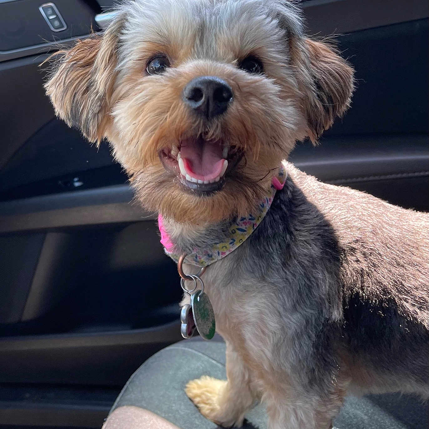 Daisy joined the competition — help win amazing prizes! dog, small_dog, pet, canine, car_interior, seat, collar, sunlight, happy, smiling, animal, fur, ears, mouth_open, tongue, tag, window, shadow, closeup, indoor