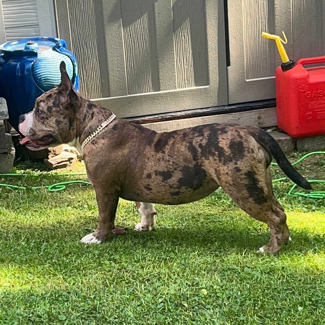 Chanel joined the competition — help win amazing prizes! animal, backyard, ball, canine, dog, football, grass, indoors, interiordesign, lawn, nature, outdoors, pet, plant, pottedplant, soccer, sport, tennis, tennisball, yard