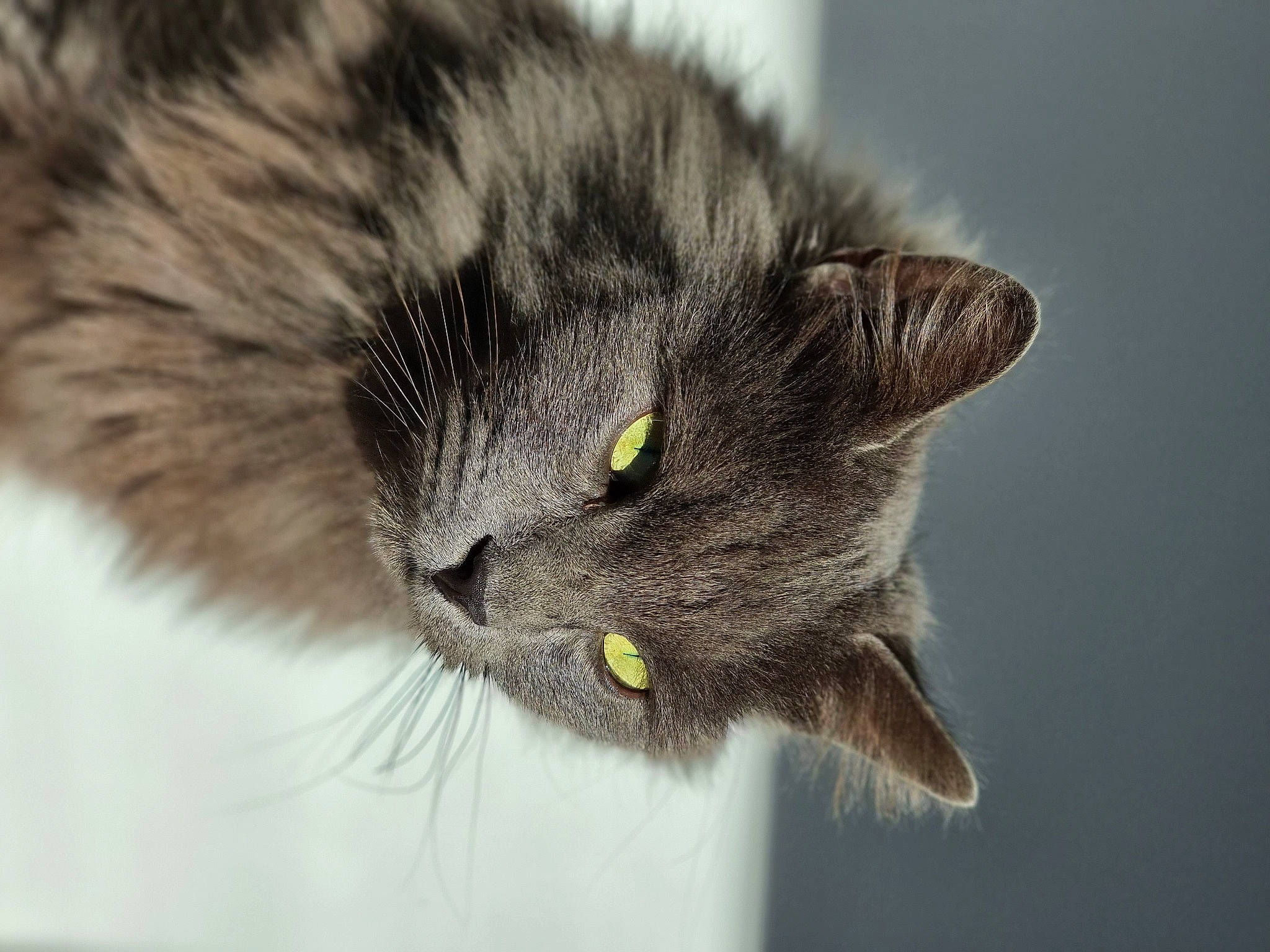 Sacha a rejoint le concours — aidez-le/la à gagner de superbes lots ! carnivore, cat, domestic_short_haired_cat, eye, felidae, fur, grey, hair, head, iris, plant, small_to_medium_sized_cats, snout, terrestrial_animal, whiskers, wildlife