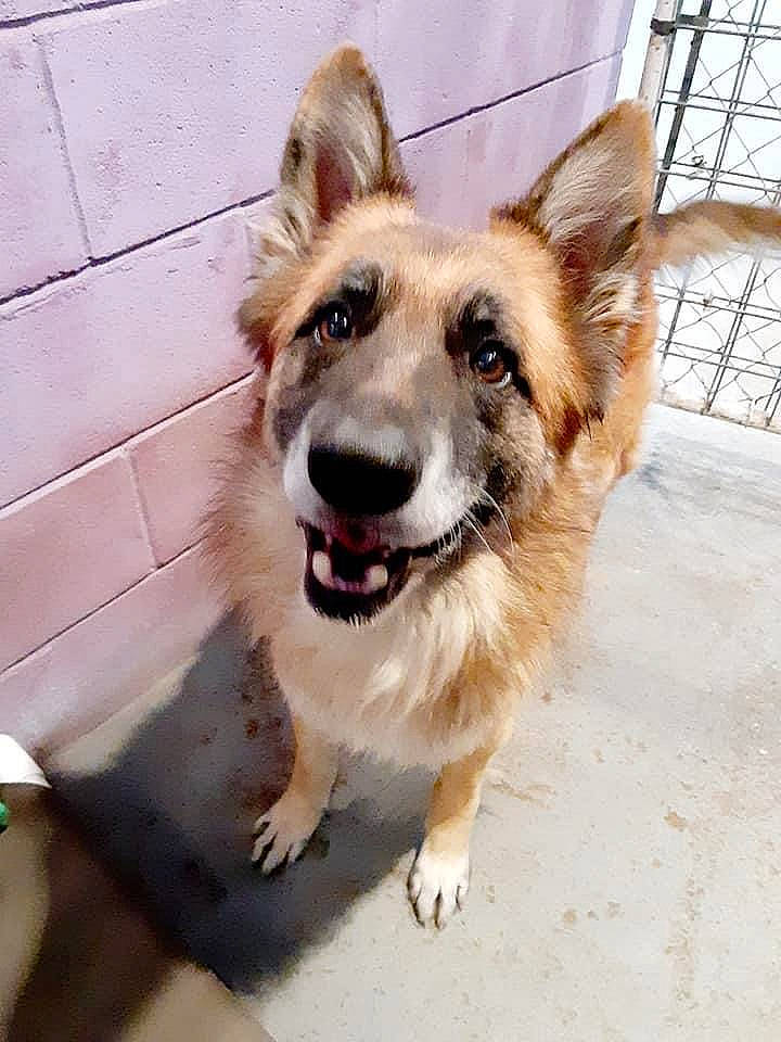 Rambo is registered to the contest to win money with this photo: beige, canidae, carnivore, collar, companion_dog, dog, dog_breed, dog_collar, dog_supply, fawn, fur, jaw, mesh, pet_supply, snout, sporting_group, tongue, tooth, whiskers, working_animal