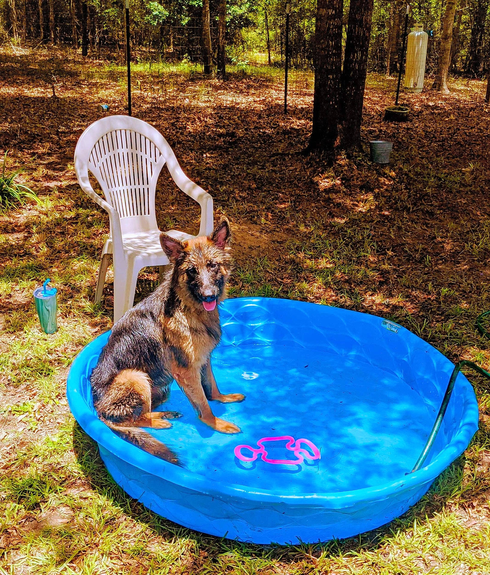 Linka is registered to the contest to win money with this photo: canidae, carnivore, companion_dog, disc_dog, dog, dog_breed, dog_sports, flying_disc, herding_dog, majorelle_blue, outdoor_furniture, outdoor_table, platter, sporting_group, tail, trampoline, trampolining, trampolining_equipment_and_supplies, woodland, working_dog