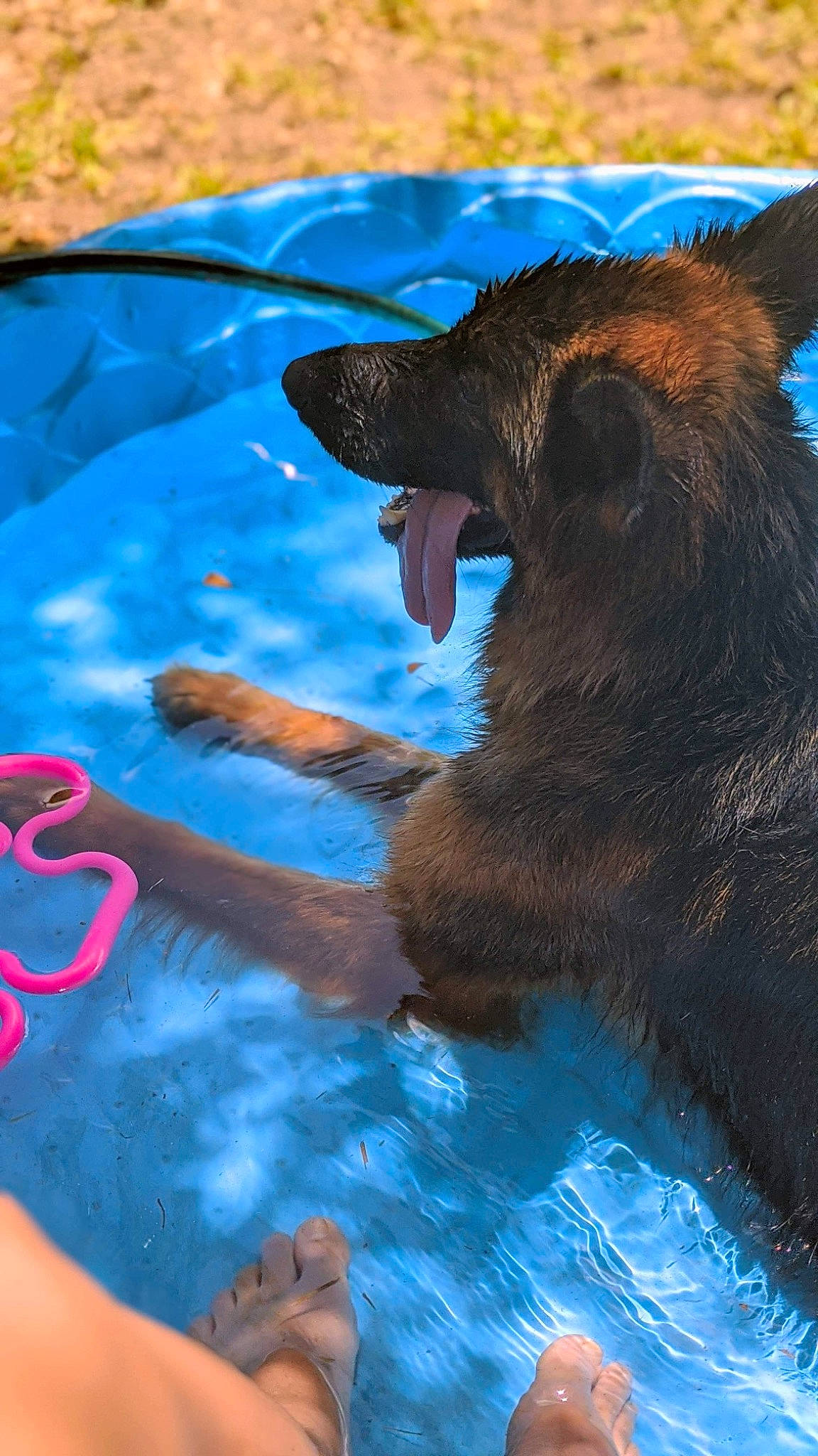 Linka joined the competition — help win amazing prizes! aqua, barefoot, bathing, bear, canidae, carnivore, dog_breed, fluid, foot, snout, summer, swimming_pool, toe