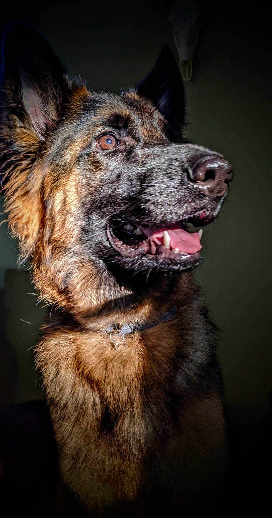 Linka joined the competition — help win amazing prizes! brown, canidae, carnivore, dog, dog_breed, facial_expression, fawn, flash_photography, fur, guard_dog, jaw, king_shepherd, liver, neck, organ, skin, snout, tongue, tooth, vertebrate
