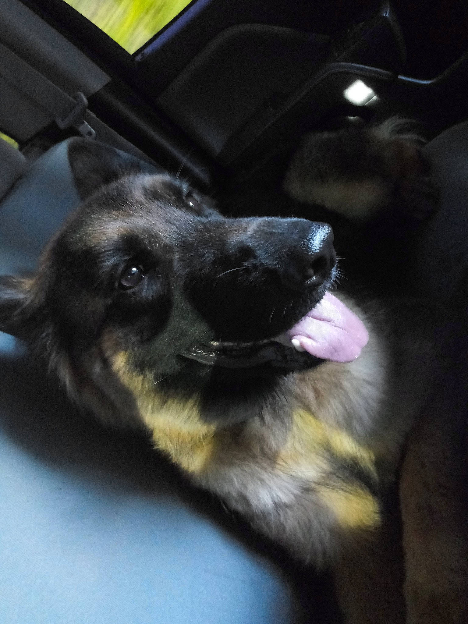 Linka is registered to the contest to win money with this photo: canidae, carnivore, comfort, companion_dog, dog, dog_breed, fawn, fur, german_shepherd_dog, guard_dog, police_dog, snout, sporting_group, whiskers, working_animal, working_dog