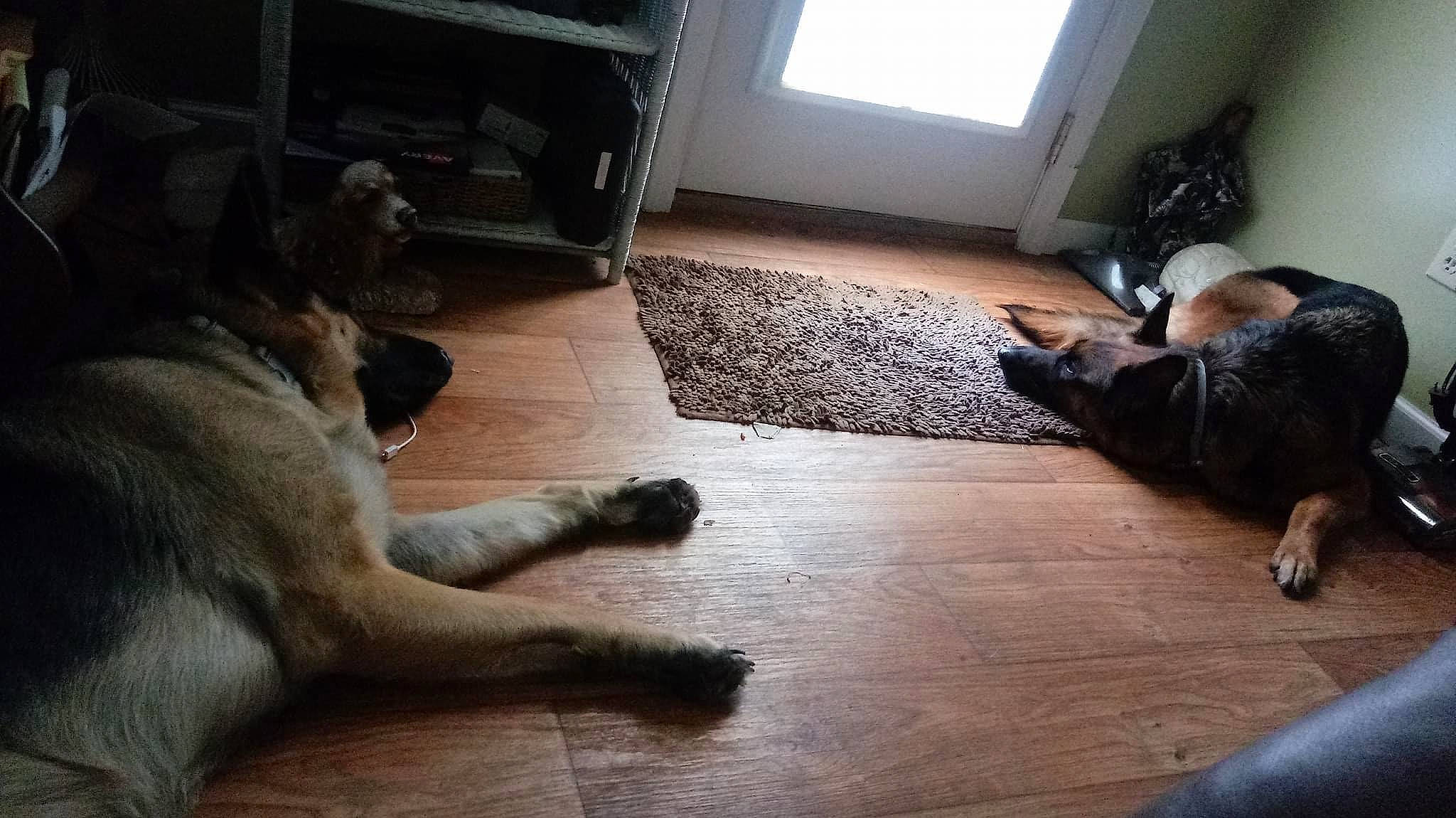 Wolfgang is registered to the contest to win money with this photo: canidae, carnivore, cat, comfort, dog, dog_breed, floor, flooring, fur, hardwood, home, laminate_flooring, mammal, paw, snout, tail, vertebrate, wood, wood_flooring, wood_stain