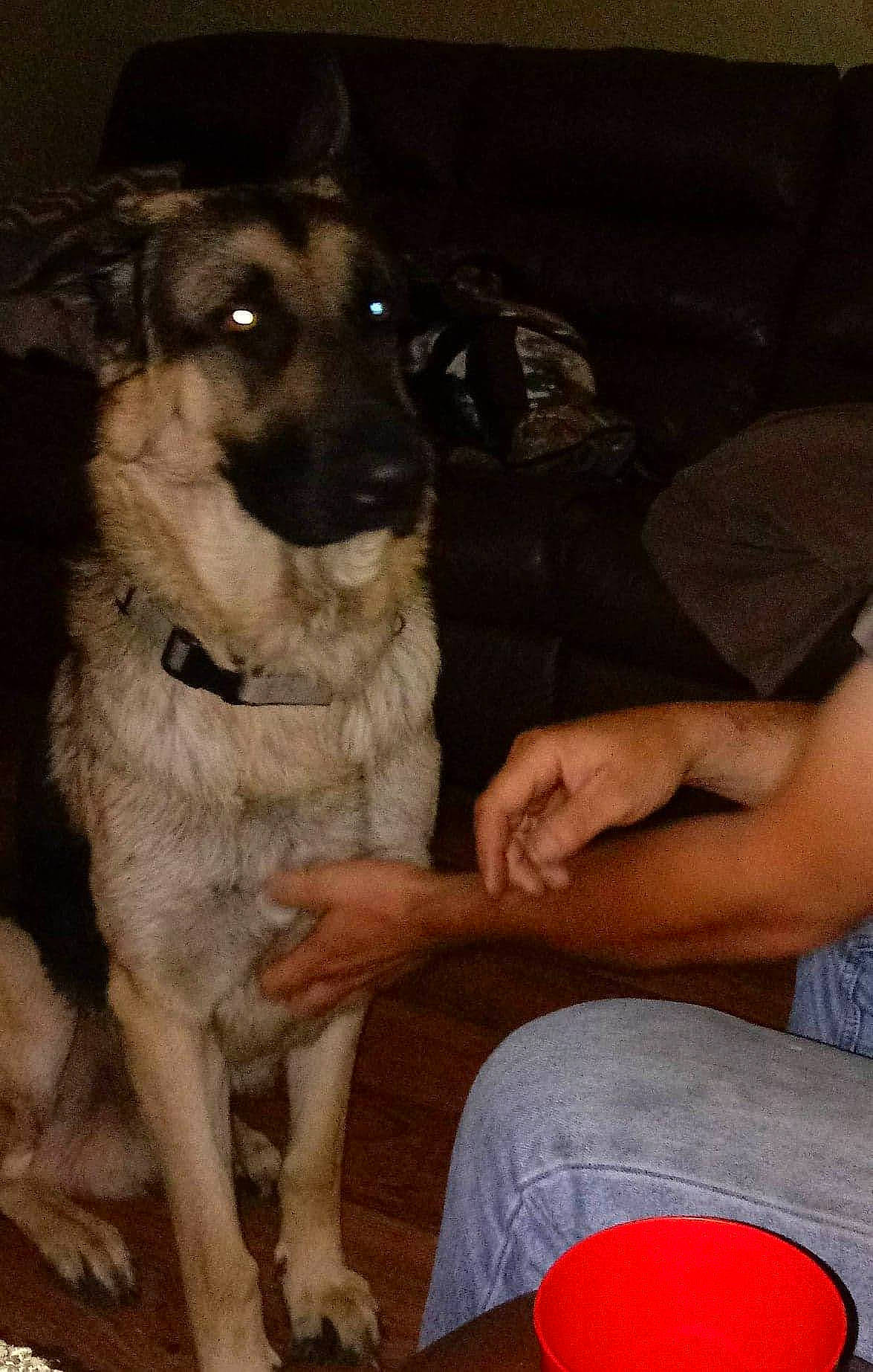 Wolfgang is registered to the contest to win money with this photo: canidae, carmine, carnivore, comfort, companion_dog, dog, dog_breed, fawn, foot, human_leg, lap, living_room, mammal, sitting, snout, sporting_group, thigh, toe, vertebrate, working_animal