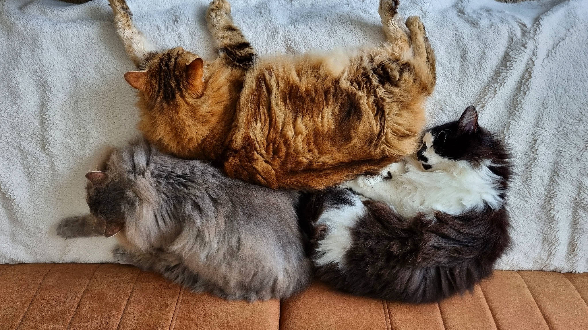 Oswin participe au concours pour gagner de l'argent avec cette photo : canidae, carnivore, cat, claw, comfort, companion_dog, dog_breed, fawn, felidae, fur, liver, nap, natural_material, paw, small_to_medium_sized_cats, snout, sporting_group, tail, terrestrial_animal, whiskers
