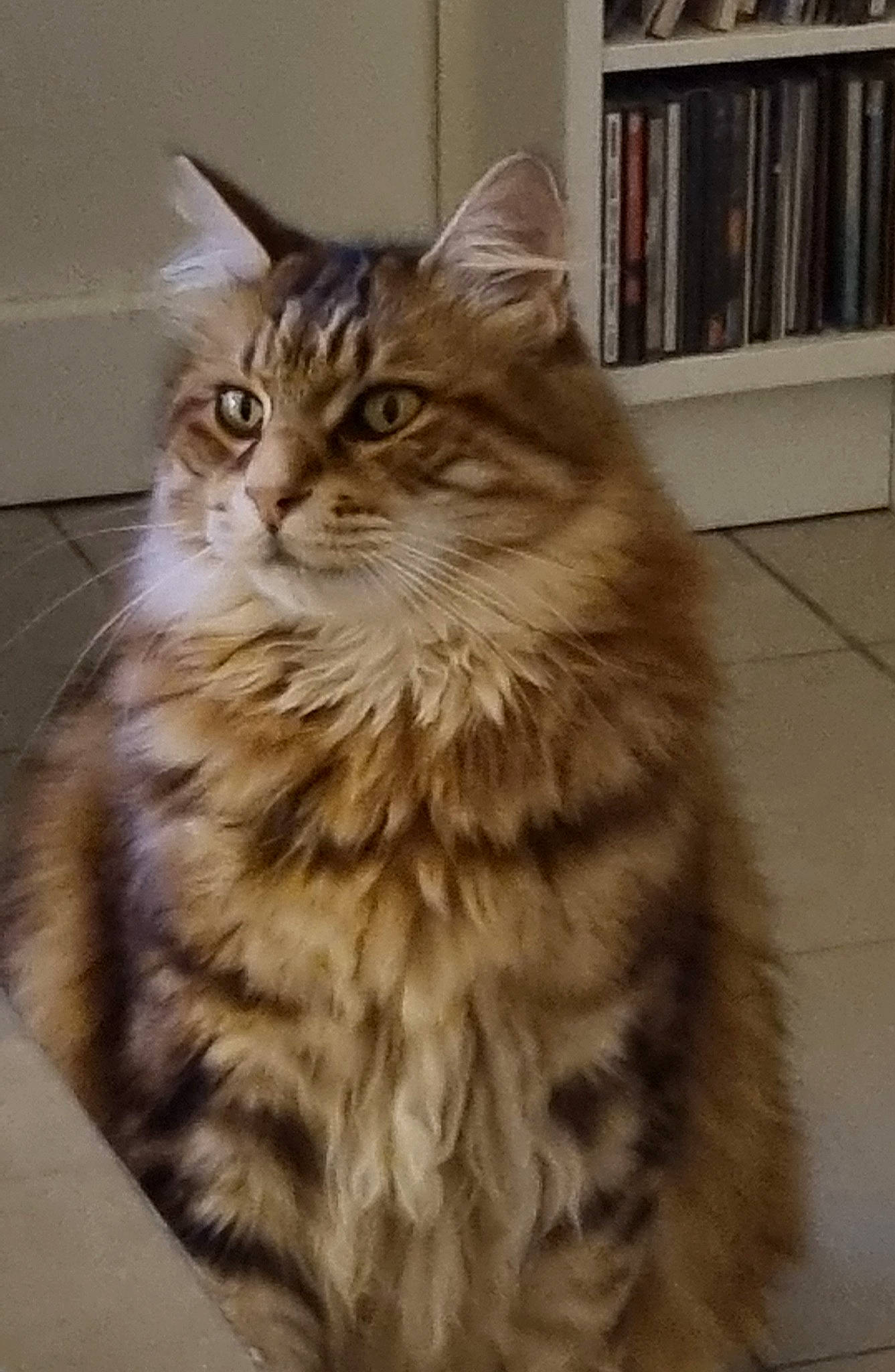 Oswin participe au concours pour gagner de l'argent avec cette photo : british_longhair, carnivore, cat, claw, domestic_short_haired_cat, felidae, flooring, fur, hardwood, maine_coon, norwegian_forest_cat, paw, shelf, siberian, small_to_medium_sized_cats, tail, terrestrial_animal, whiskers, wood