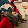 blanket, cat, christmas, comfort, couch, cozy, decorations, festive, furniture, gray_cat, holiday, indoor, living_room, pet, plush_toy, red_blanket, relaxing, sleeping, soft_toy, winter
