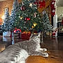 animal, cat, christmas_decorations, christmas_tree, cozy, festive, floor, gray_cat, holiday, home, indoor, lights, ornaments, pet, presents, relaxed, santa_figurine, stockings, winter, wooden_floor
