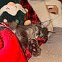 blanket, cat, closeup, comfortable, couch, cozy, decor, furry, gray_fur, holiday, indoors, paw, pet, pillow, plaid, red, relaxed, resting, sleeping, soft