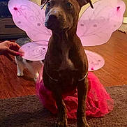 Princess joined the competition — help win amazing prizes! dog, cat, pink_wings, tutu, costume, indoor, carpet, wood_floor, hand, pet, animal, brown_dog, white_cat, playful, cute, fairy, pet_costume, floor, decor, pet_accessory