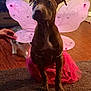 dog, cat, pink_wings, tutu, costume, indoor, carpet, wood_floor, hand, pet, animal, brown_dog, white_cat, playful, cute, fairy, pet_costume, floor, decor, pet_accessory