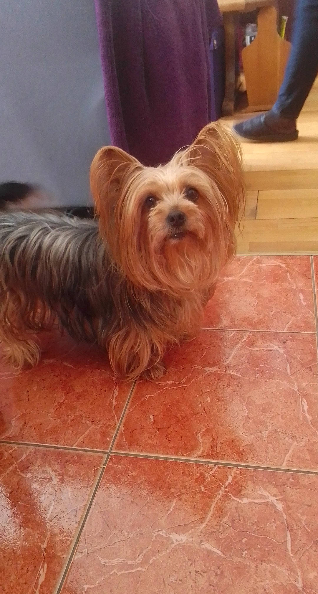 Izie participe au concours pour gagner de l'argent avec cette photo : australian_silky_terrier, australian_terrier, biewer_terrier, cairn_terrier, canidae, carnivore, chinese_imperial_dog, companion_dog, dog, dog_breed, fawn, glen_of_imaal_terrier, mammal, rare_breed_dog, skye_terrier, small_terrier, terrier, toy_dog, vertebrate, yorkshire_terrier