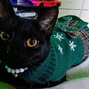 Fia is registered to the contest to win money with this photo: cat, black_cat, pet, sweater, christmas_sweater, bow, plaid, snowflake, close_up, portrait, eyes, yellow_eyes, whiskers, collar, bell, indoor, bed, cozy, fur, cute
