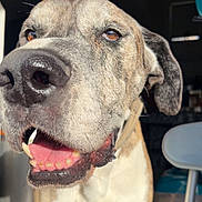 Duke joined the competition — help win amazing prizes! dog, close_up, portrait, nose, tongue, teeth, brown_eyes, brindle_coat, collar, indoor, sunlight, shadow, chair, table, vacuum, pet, happy, panting, whiskers, large_breed
