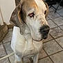 dog, large_dog, hound, sitting, indoor, tile_floor, white_coat, brown_spots, droopy_eyes, big_nose, pet, domestic_animal, closeup, portrait, paws, ears, leash, home_interior, tiled_floor, sad_expression