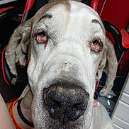 Carl joined the competition — help win amazing prizes! dog, great_dane, close_up, big_nose, droopy_eyes, floppy_ears, pet, portrait, indoor, red_chair, hand, wristband, facial_wrinkles, sad_expression, muzzle, fur, companion, background_clutter, nose_focus, sitting