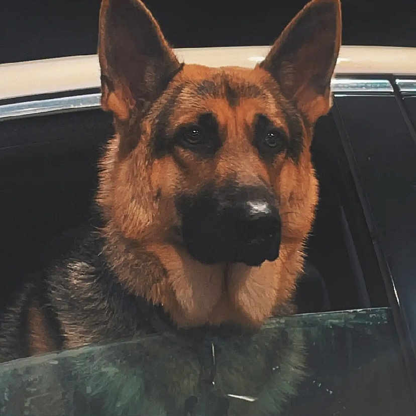 Archer is registered to the contest to win money with this photo: animal, canine, computer, computerhardware, dog, electronics, germanshepherd, hardware, laptop, mobilephone, monitor, pc, person, pet, phone, policedog, puppy, screen, snout, tv