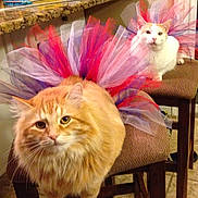 Spaghettio Amp Spotty is registered to the contest to win money with this photo: