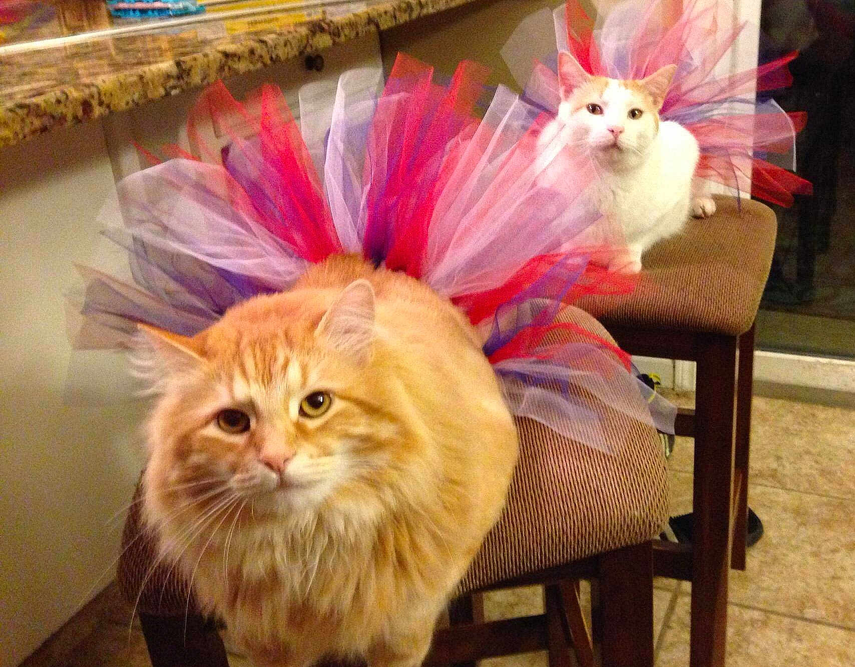 Spaghettio Amp Spotty is registered to the contest to win money with this photo: