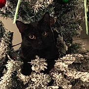Willow joined the competition — help win amazing prizes! animal, black_cat, christmas_tree, close_up, curious, cute, decorations, eyes, feline, festive, green_ornament, holiday, indoor, nature_indoor, ornaments, pet, pine_branches, red_ornament, seasonal, snowy_branches