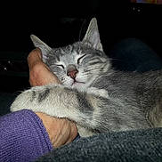 Jules a rejoint le concours — aidez-le/la à gagner de superbes lots ! cat, gray_tabby, sleeping, hand, hugging, pet, feline, cozy, affection, trust, indoor, closeup, animal, paw, person, resting, cute, domestic, companion, relaxed