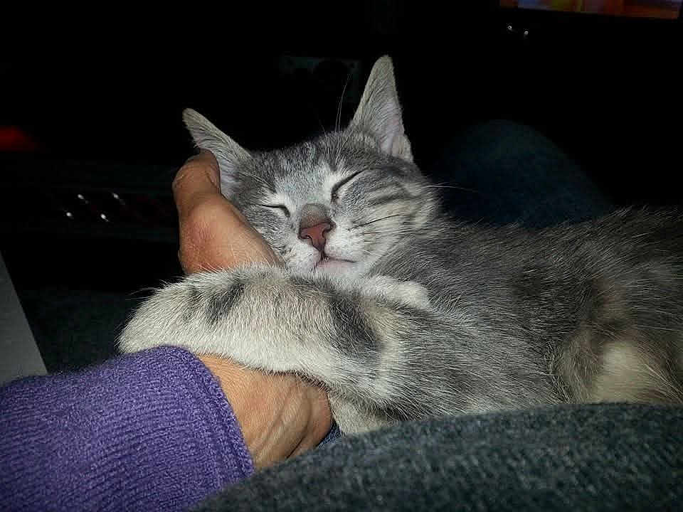 Jules a rejoint le concours — aidez-le/la à gagner de superbes lots ! cat, gray_tabby, sleeping, hand, hugging, pet, feline, cozy, affection, trust, indoor, closeup, animal, paw, person, resting, cute, domestic, companion, relaxed