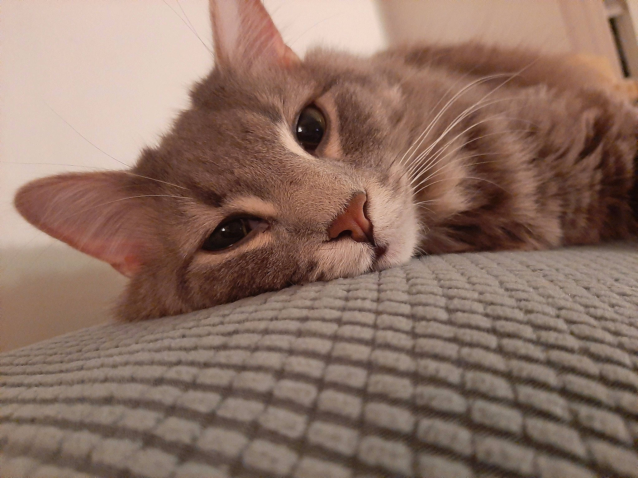 Mewbacca is registered to the contest to win money with this photo: aegean_cat, american_shorthair, asian, australian_mist, carnivore, cat, close_up, domestic_short_haired_cat, dragon_li, european_shorthair, eye, felidae, fur, kitten, mammal, paw, small_to_medium_sized_cats, snout, tabby_cat, whiskers