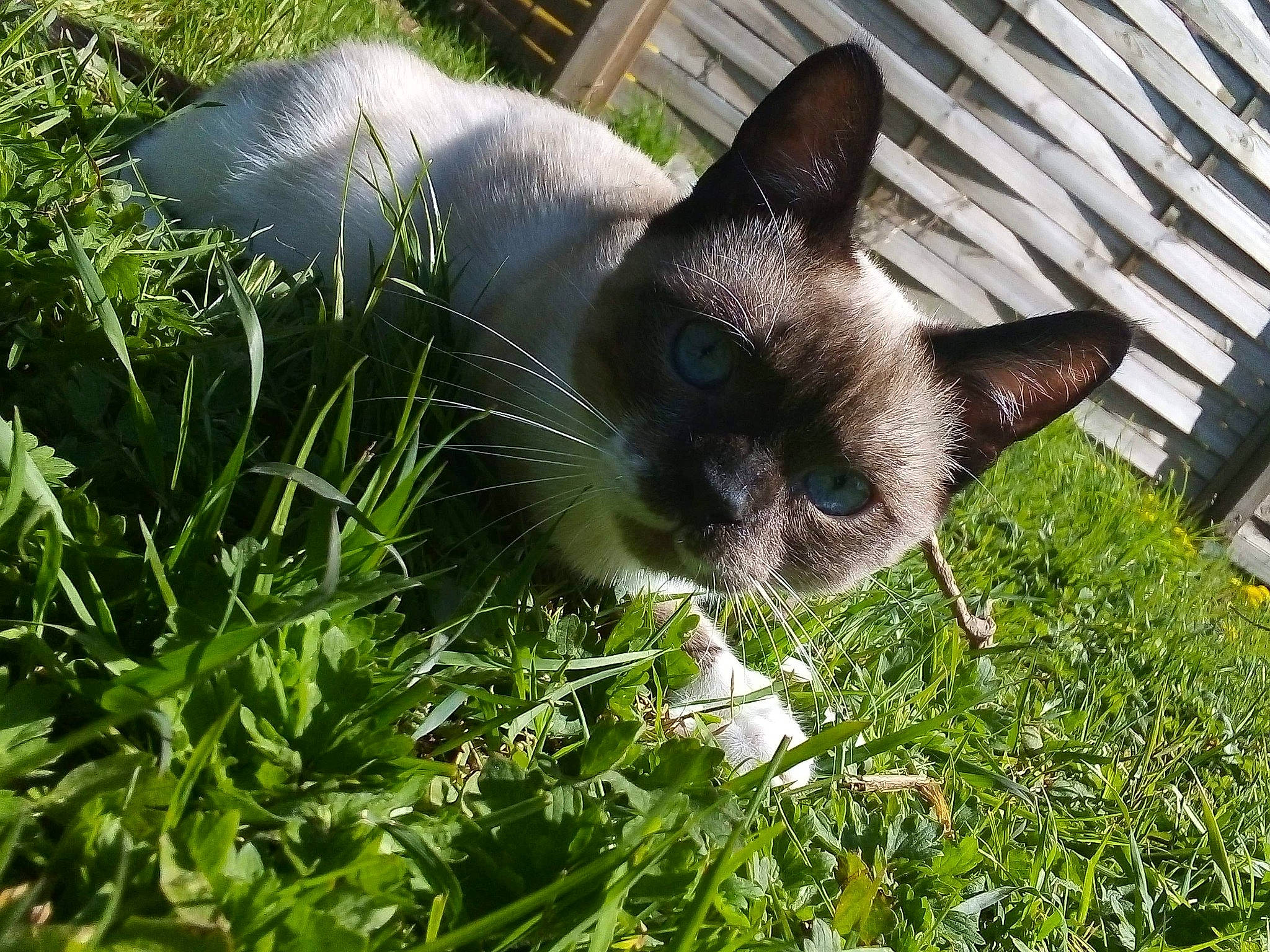 Coco participe au concours pour gagner de l'argent avec cette photo : balinese, birman, carnivore, cat, domestic_short_haired_cat, fawn, felidae, fur, grass, groundcover, plant, siamese, small_to_medium_sized_cats, snout, terrestrial_animal, thai, tree, whiskers, wildlife, window