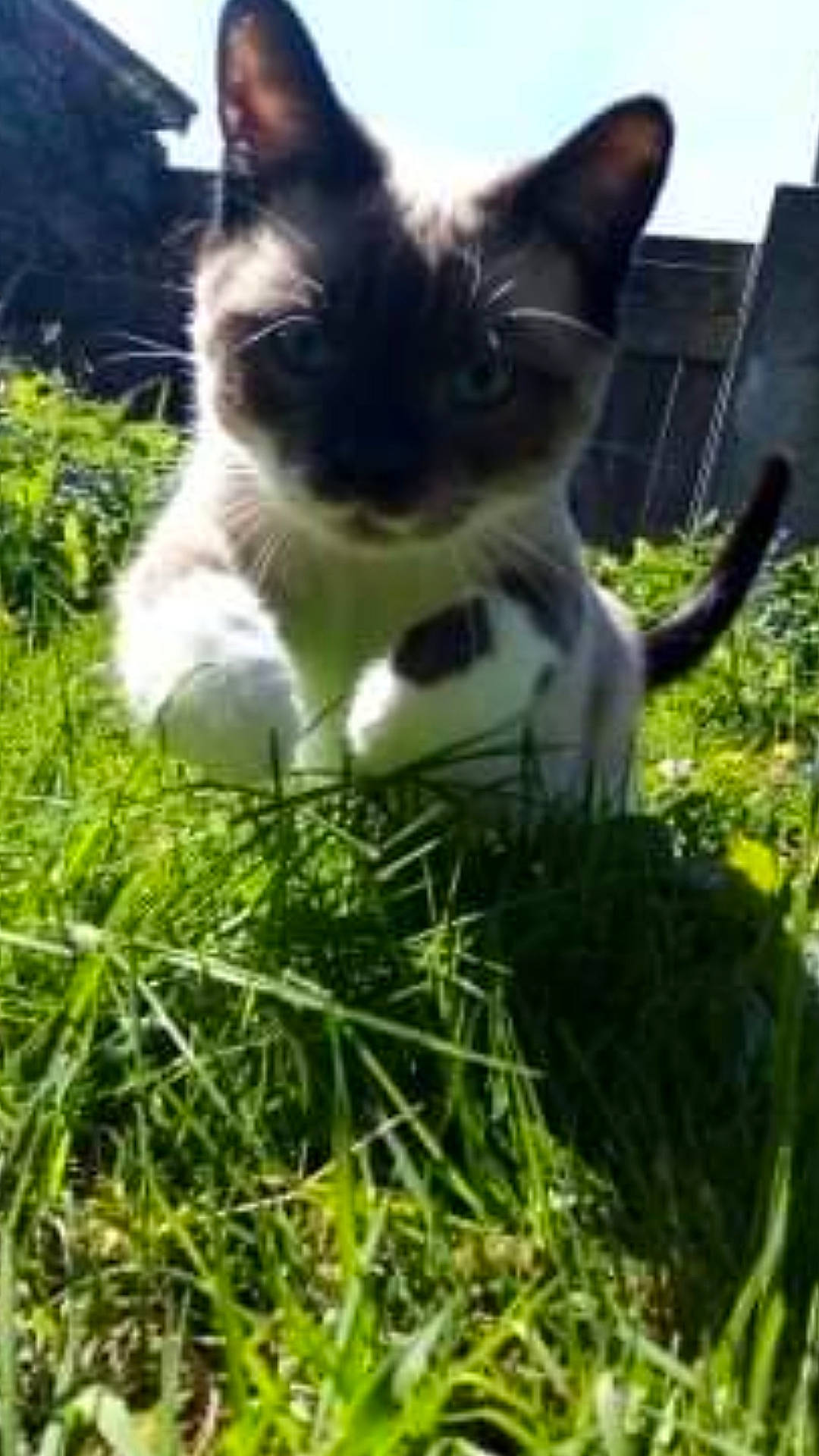 Coco participe au concours pour gagner de l'argent avec cette photo : carnivore, cat, dog_breed, domestic_short_haired_cat, felidae, fur, grass, grass_family, grassland, groundcover, lawn, nature, pasture, plant, sky, small_to_medium_sized_cats, snout, tail, terrestrial_animal, whiskers