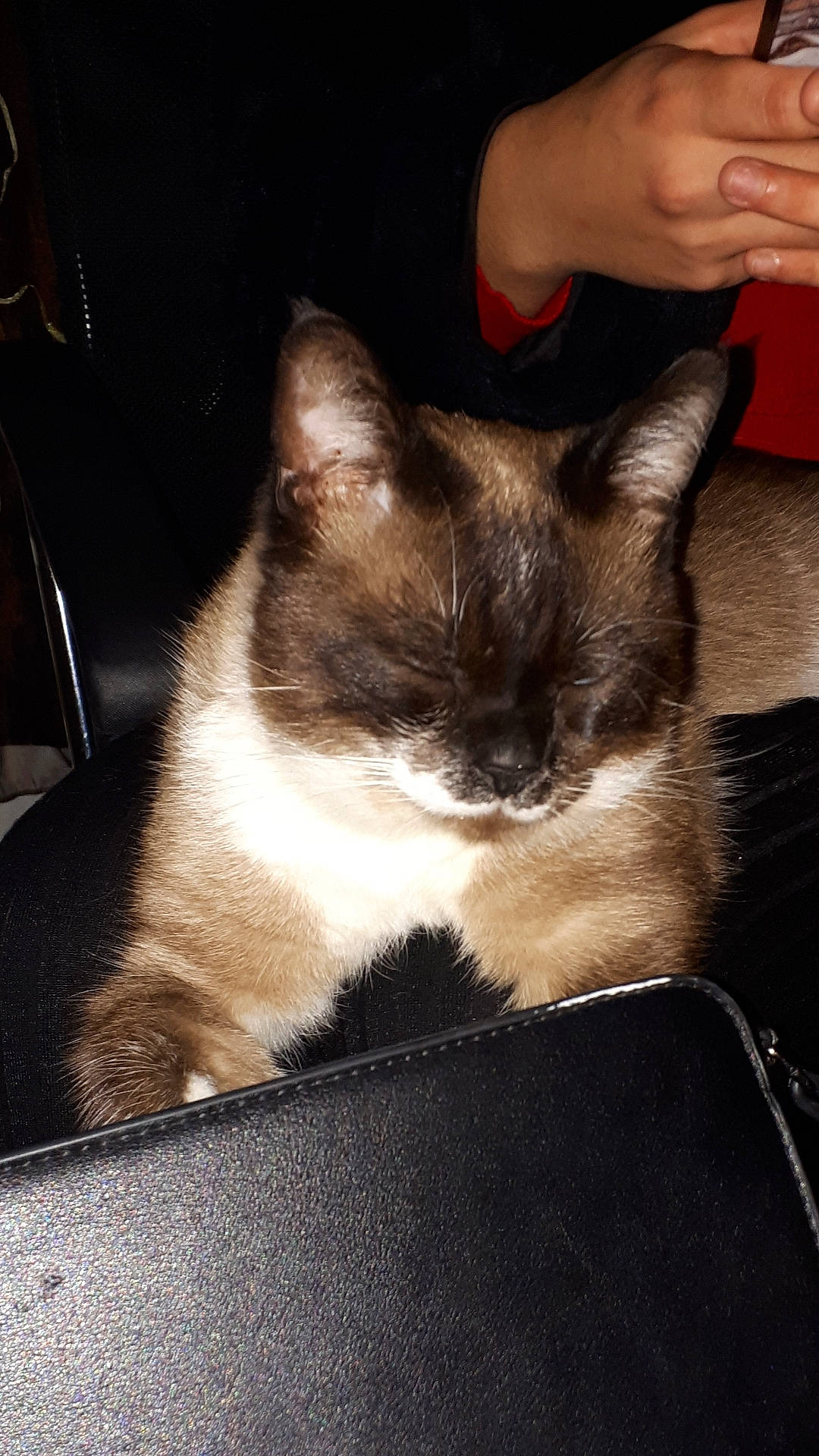 Coco participe au concours pour gagner de l'argent avec cette photo : box, carnivore, cat, comfort, domestic_short_haired_cat, felidae, fur, gesture, human_leg, nap, paw, sitting, small_to_medium_sized_cats, tail, whiskers, window