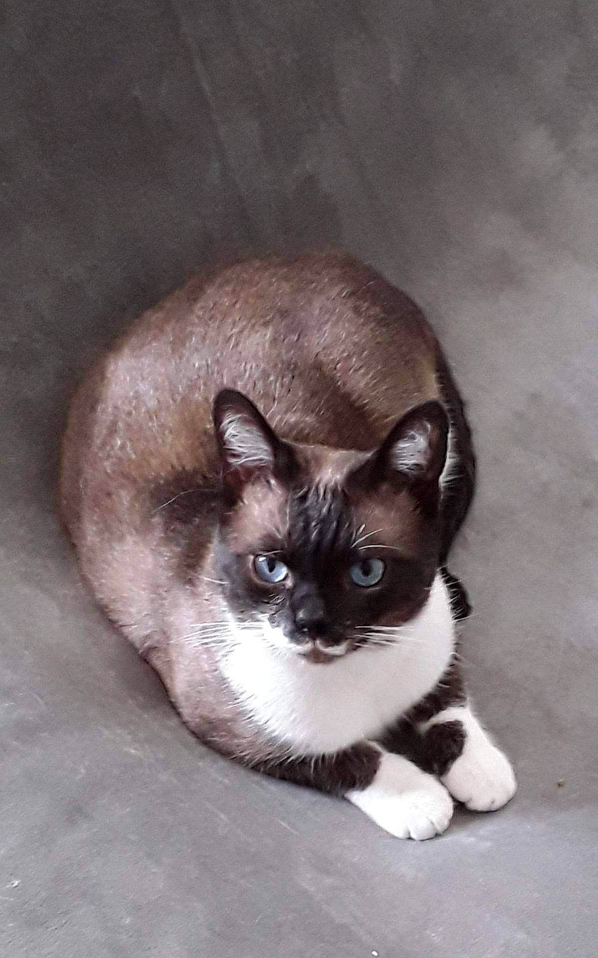 Coco a rejoint le concours — aidez-le/la à gagner de superbes lots ! carnivore, cat, comfort, domestic_short_haired_cat, ear, eye, fawn, felidae, fur, hair, head, human_body, iris, siamese, sitting, small_to_medium_sized_cats, snout, tail, terrestrial_animal, whiskers