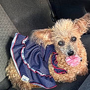 Sarah Lee Gray is registered to the contest to win money with this photo: dog, curly_fur, small_dog, dress, clothing, car_seat, pet, cute, ears, pink_flower, accessory, animal, indoors, relaxed, looking_at_camera, brown_fur, toy, adorable, portrait, companion