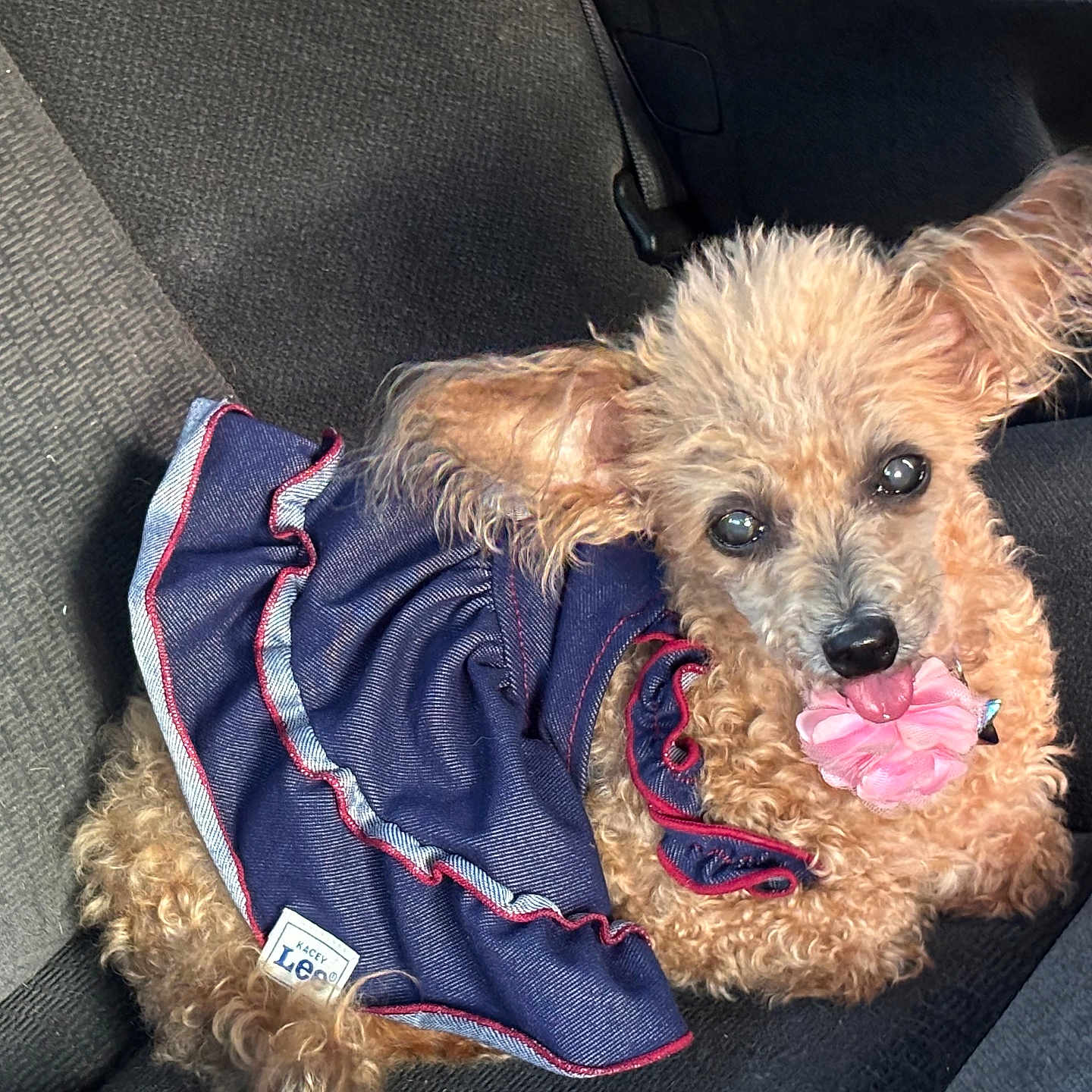 Sarah Lee Gray is registered to the contest to win money with this photo: dog, curly_fur, small_dog, dress, clothing, car_seat, pet, cute, ears, pink_flower, accessory, animal, indoors, relaxed, looking_at_camera, brown_fur, toy, adorable, portrait, companion
