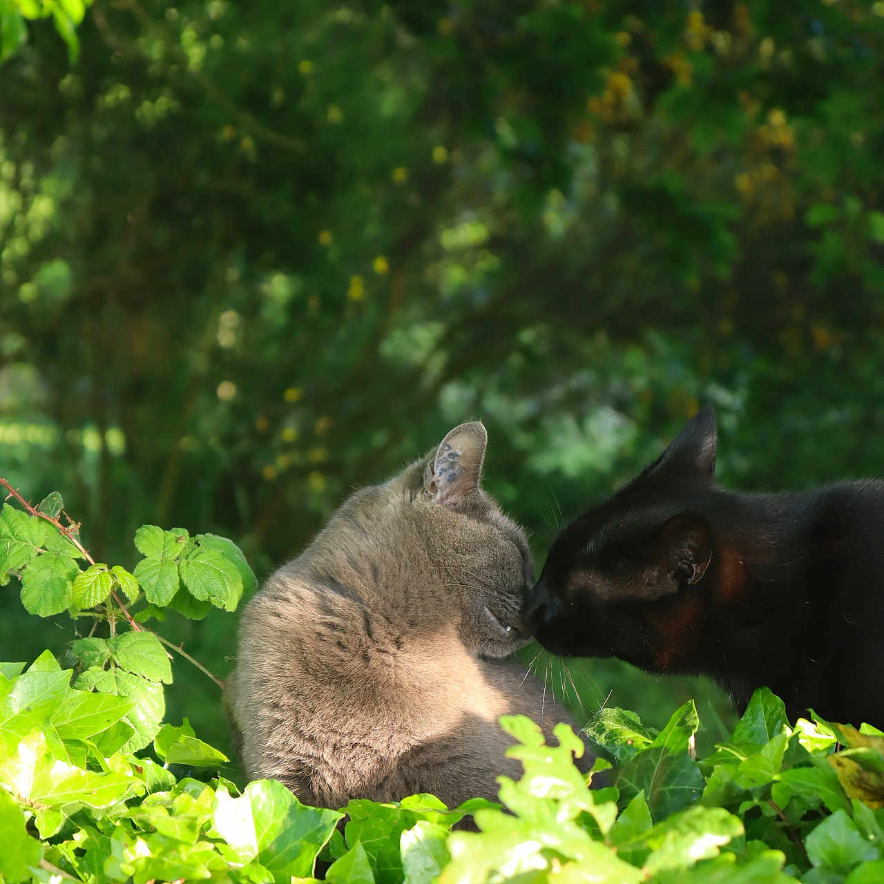 Titi participe au concours pour gagner de l'argent avec cette photo : abyssinian, angora, animal, blackcat, cat, garden, green, herbal, herbs, ivy, jungle, kitten, leaf, manx, nature, outdoors, pet, plant, siamese, vegetation