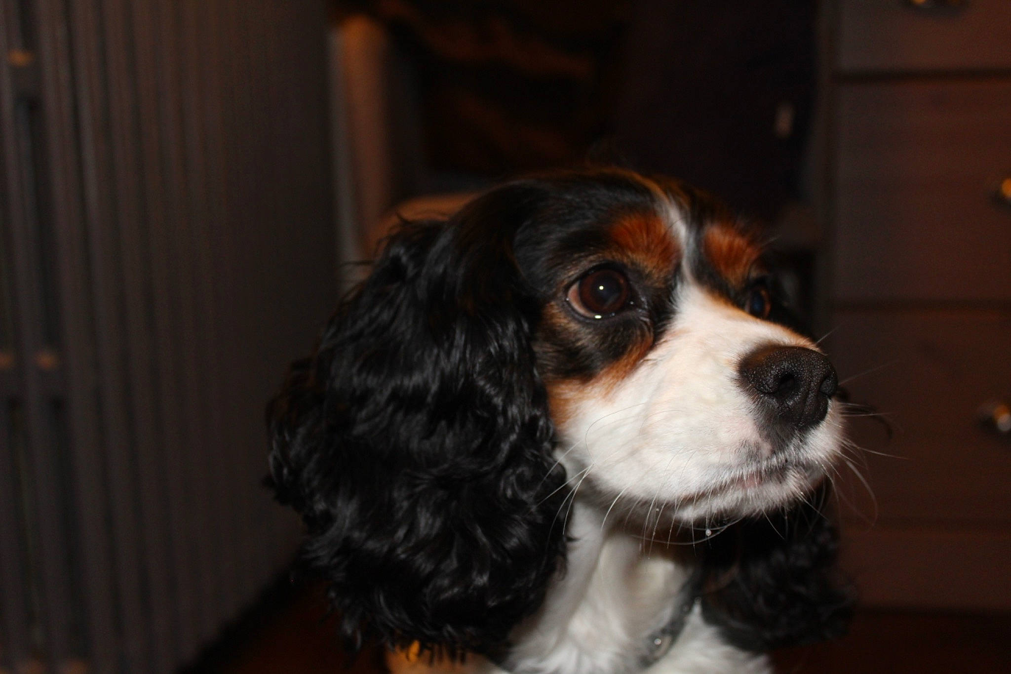 Lady participe au concours pour gagner de l'argent avec cette photo : canidae, carnivore, cavalier_king_charles_spaniel, companion_dog, dog, dog_breed, fawn, king_charles_spaniel, mammal, nose, phalene, puppy, rare_breed_dog, snout, spaniel, sporting_group, toy_dog, vertebrate