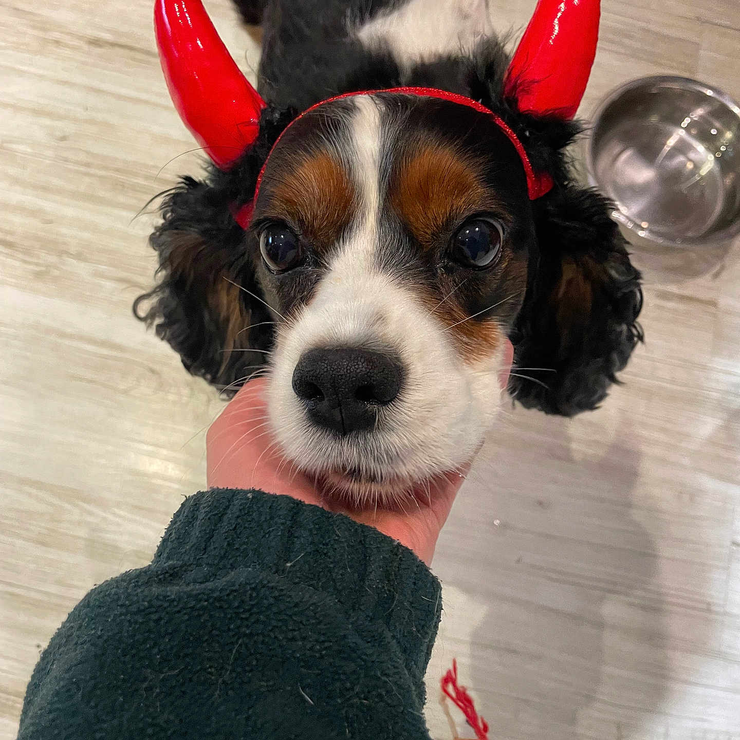 Lady a rejoint le concours — aidez-le/la à gagner de superbes lots ! accessories, animal, bodypart, canine, clothing, cockerspaniel, dog, face, finger, hand, hardwood, hat, hound, papillon, person, pet, puppy, strap, terrier, wood