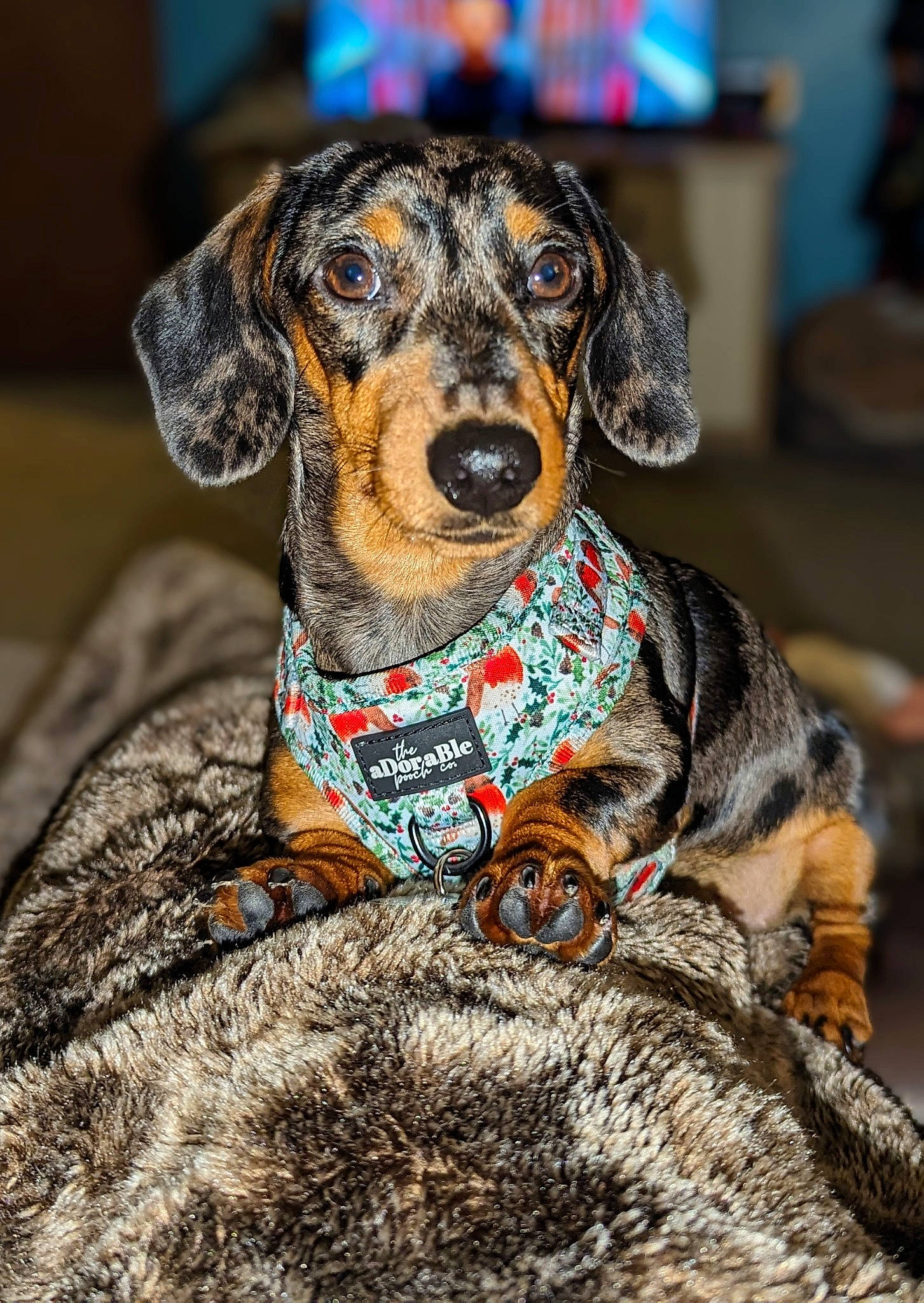 Oreo joined the competition — help win amazing prizes! canidae, carnivore, circle, collar, companion_dog, dog, dog_breed, dog_clothes, dog_collar, dog_supply, fawn, fur, guard_dog, hound, leash, puppy, snout, sporting_group, whiskers, working_animal