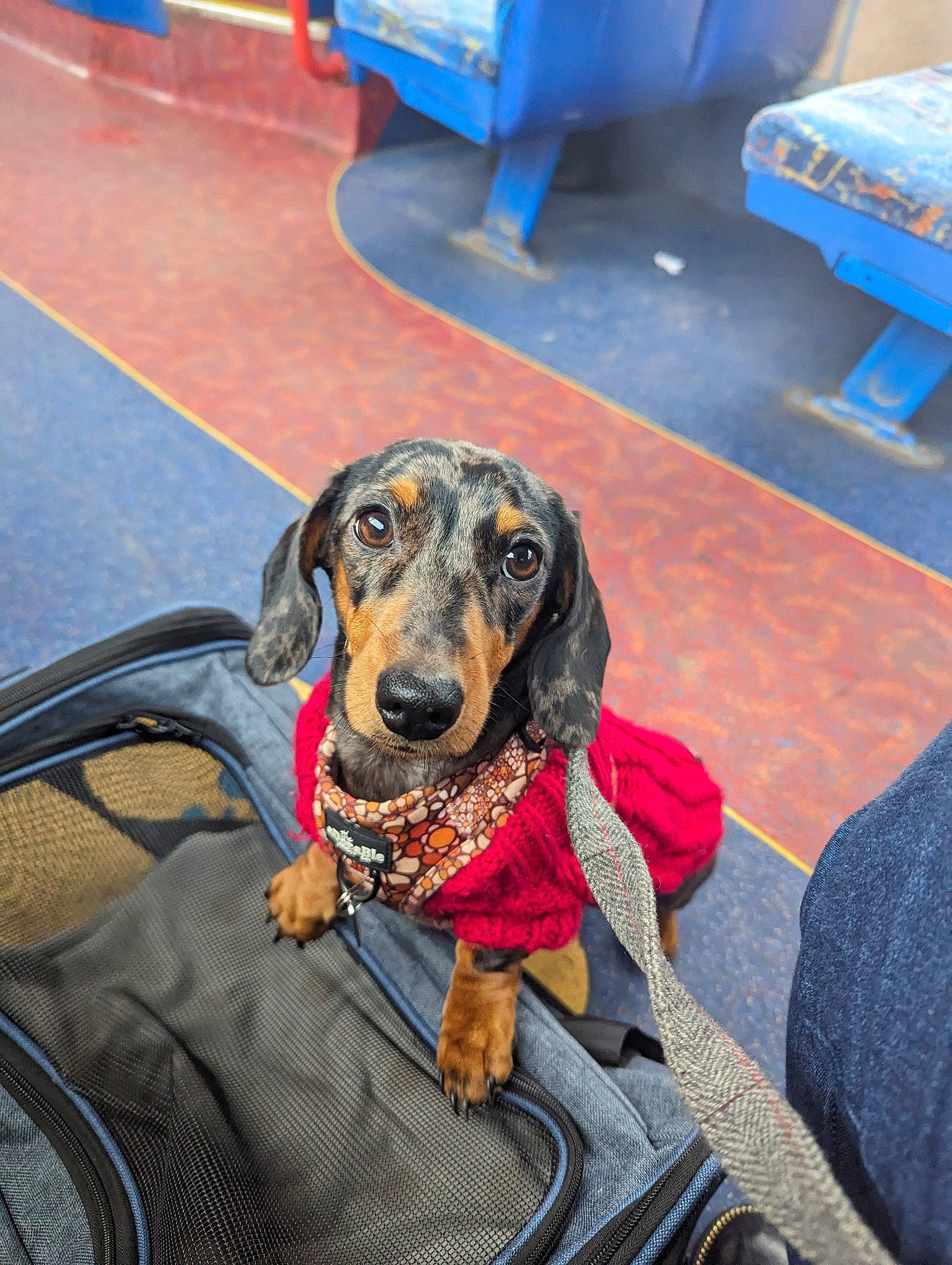 Oreo joined the competition — help win amazing prizes! automotive_tire, blue, carnivore, chair, collar, comfort, companion_dog, dog, dog_breed, dog_collar, dog_supply, flooring, guard_dog, leash, leisure, pet_supply, sitting, sporting_group, working_animal, working_dog