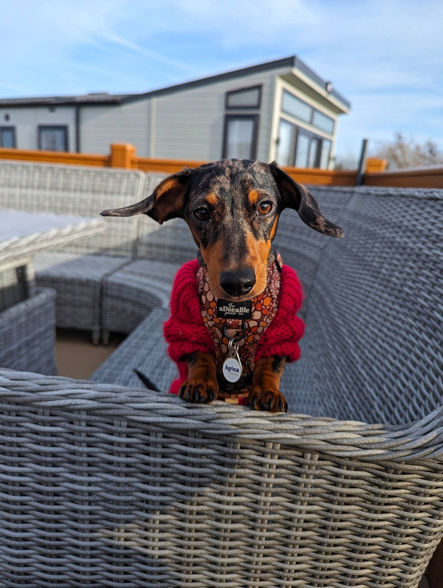 Oreo is registered to the contest to win money with this photo: basket, carnivore, cloud, collar, companion_dog, dog, dog_breed, dog_collar, dog_supply, fashion_accessory, hat, liver, mesh, pet_supply, sky, sporting_group, storage_basket, wicker, window, working_animal